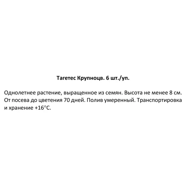 Рассада Тагетес крупноцветковый h20 см, 6 шт.
