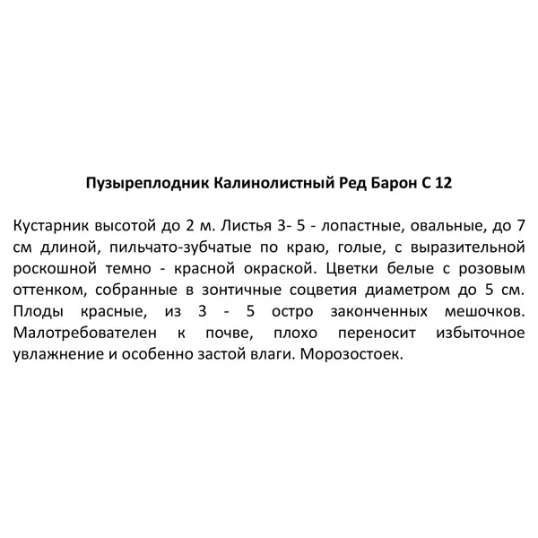 Саженец Пузыреплодник Ред Барон ø35 h80 см Поиск инвест