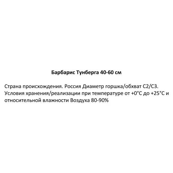 Барбарис Атропурпурея ø19 см h40-60 см