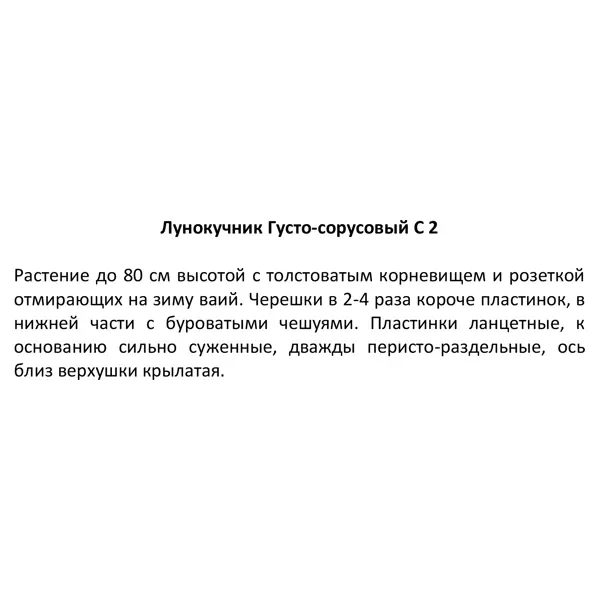Лунокучник густо-сорусовый ø17 h30 см