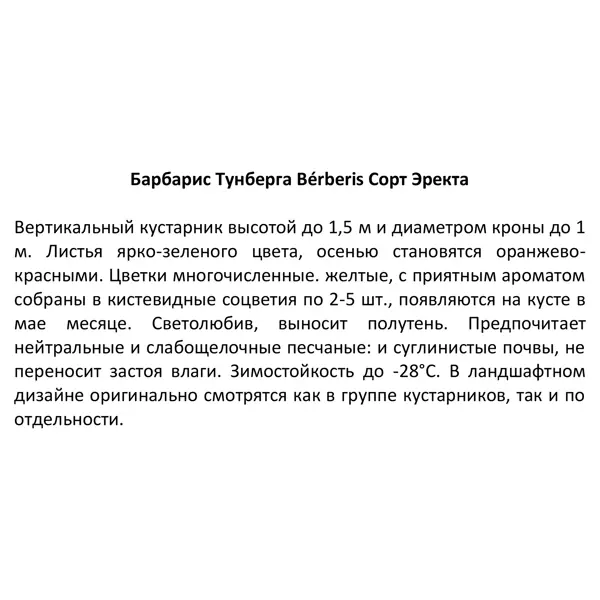 Барбарис Тунберга Эректа ø15 h40 см