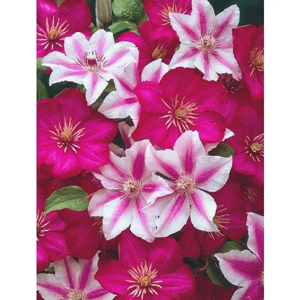 Клематис микс розовый h15