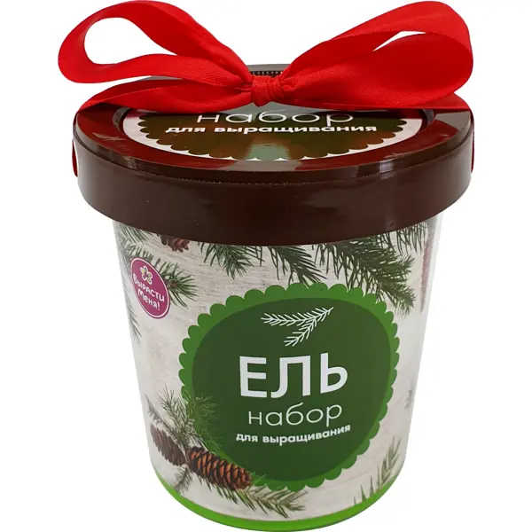 Ель в горшке