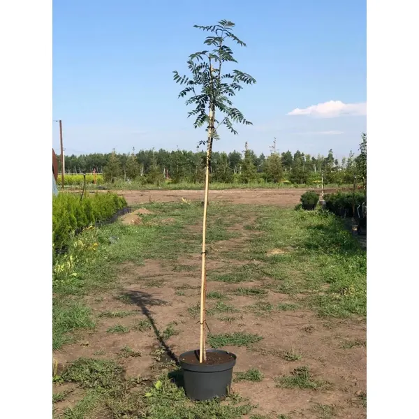 Рябина обыкновенная ø36 h200 - 250 см