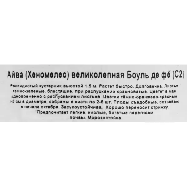 Айва великолепная Боуль де Фё ø17 h30 см