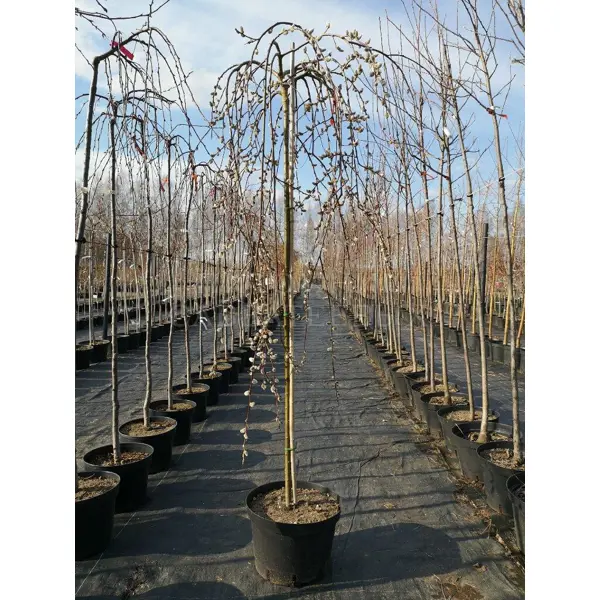 Ива Килмариок ø23 h100 - 120 см