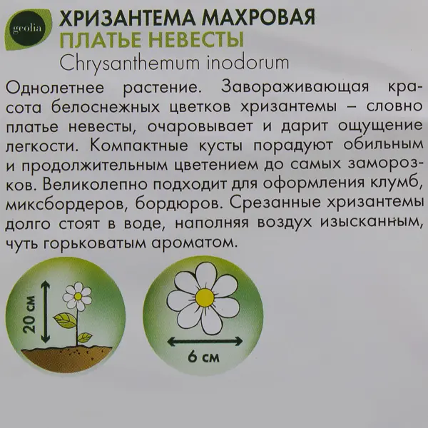 Хризантема махровая Geolia Платье невесты