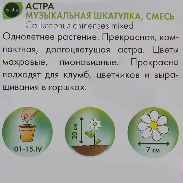 Астра Geolia «Музыкальная шкатулка» смесь окрасок