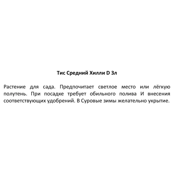 Тис средний Хилли h20 - 30 см
