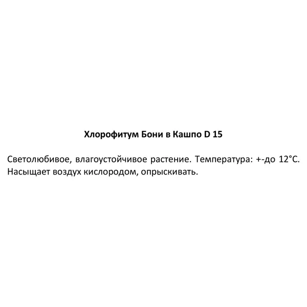 Хлорофитум Бонни ø15 h25 см