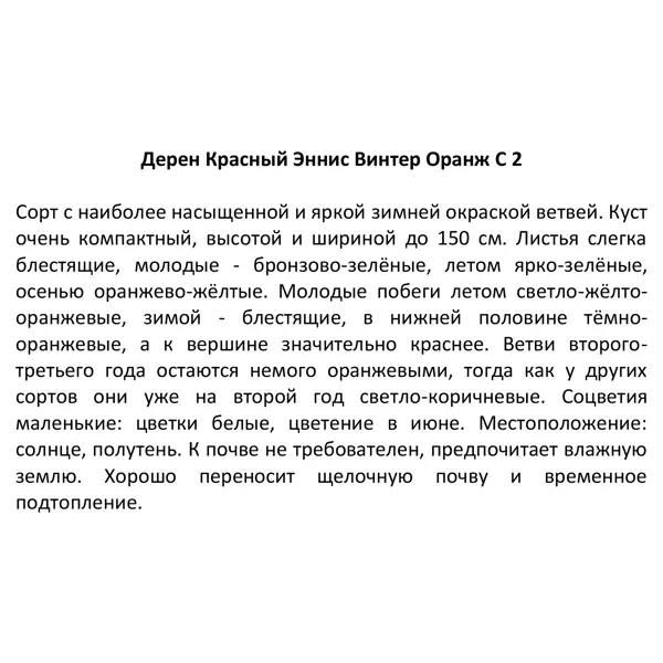 Дерен кроваво-красный ø17 h50 см