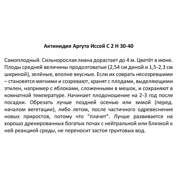 Актинидия аргута Иссей ø17 h30 см