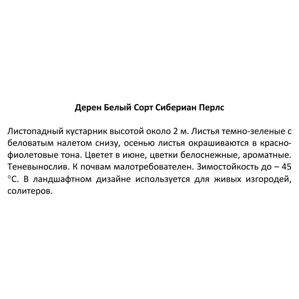 Дерен белый Сибериан Перлс ø15 h40 см