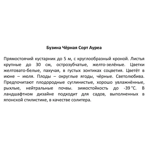 Бузина ø15 h40 см
