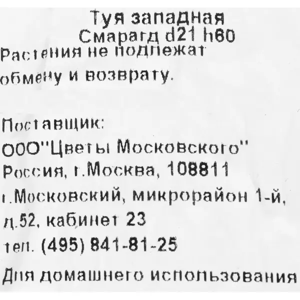 Туя западная «Смарагд» 2.5 л h60 см