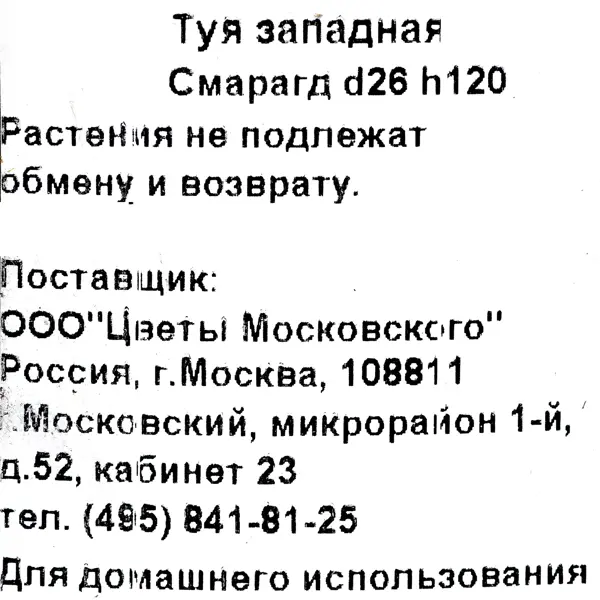 Туя западная «Смарагд» 3.3 л h120 см