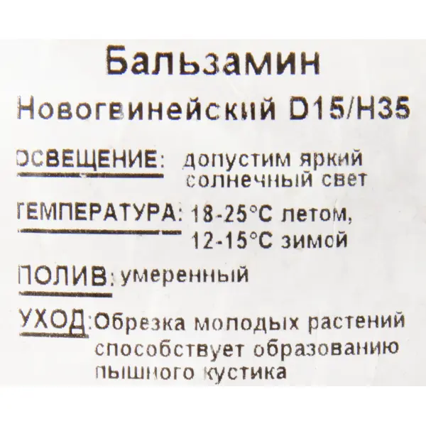 Бальзамин новогвинейский 15x35 см