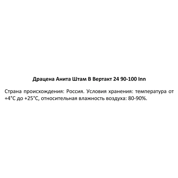 Драцена Анита ø24 h90-100 см