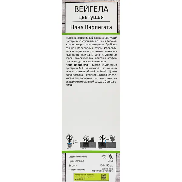 Вейгела цветущая Нана Вариегата ø5 h35 см