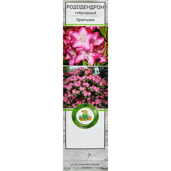 Рододендрон гибридный Эрапшен ø5 h35 см