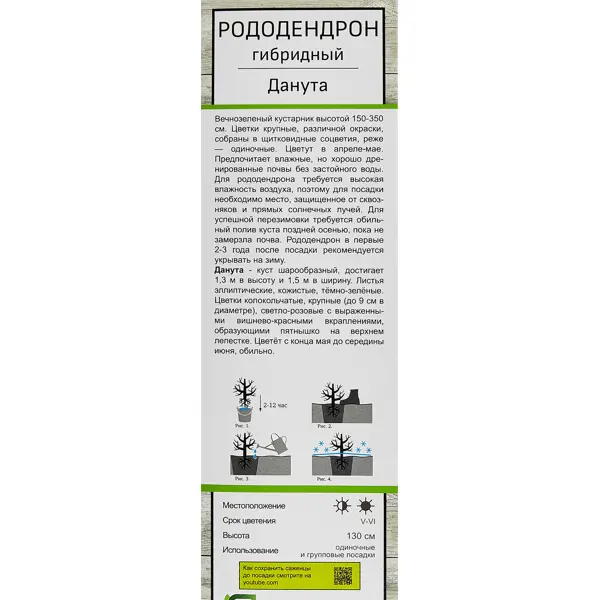 Рододендрон гибридный Данута ø5 h35 см