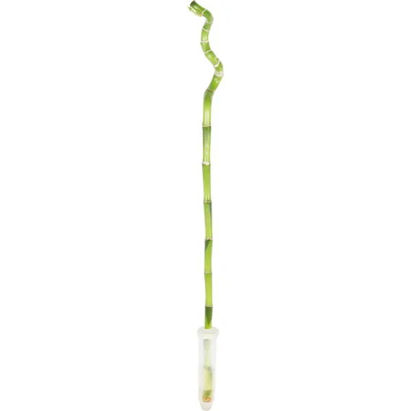 Бамбук Лакки (спираль) 1x50 см
