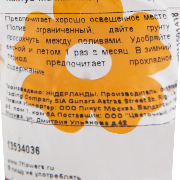 Кактус мамиллярия 5x14 см