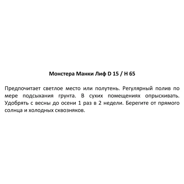 Монстера Манки лиф ø15 h65 см