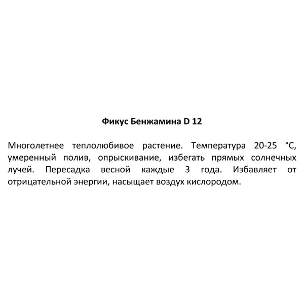 Фикус Бенджамина Анастасия ø12 h25 см