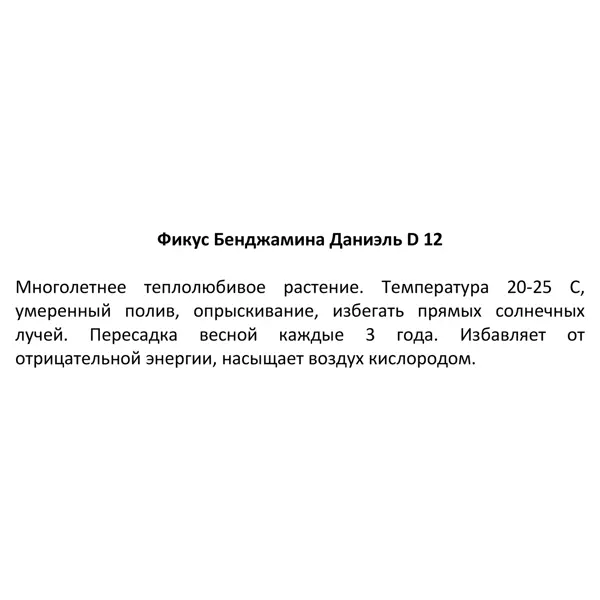 Фикус Бенджамина Даниэль ø12 h25 см