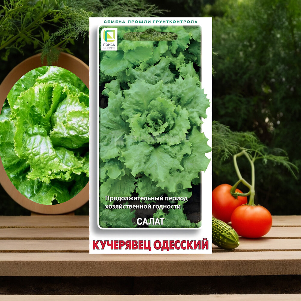 Салат Кучерявец Одесский Поиск 1 г