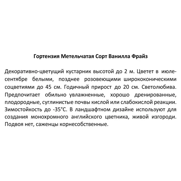 Гортензия метельчатая «Ваниль Фрайз» 15x20 см