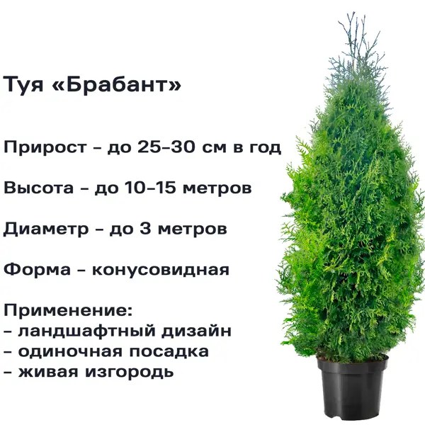 Туя западная «Брабант» 19x70 см