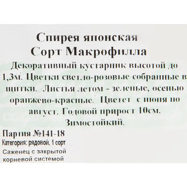 Спирея Макрофилла 15x30 см