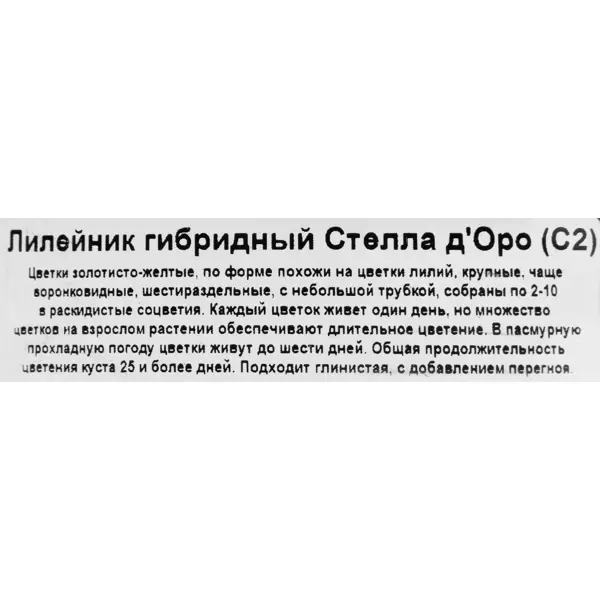 Лилейник гибридный «Стелла Д Оро» 2 л h20 см