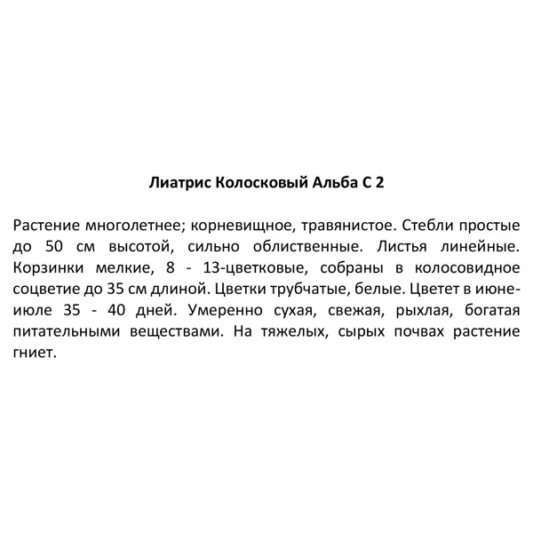 Лиатрис колосковый «Альба» 2 л h20 см