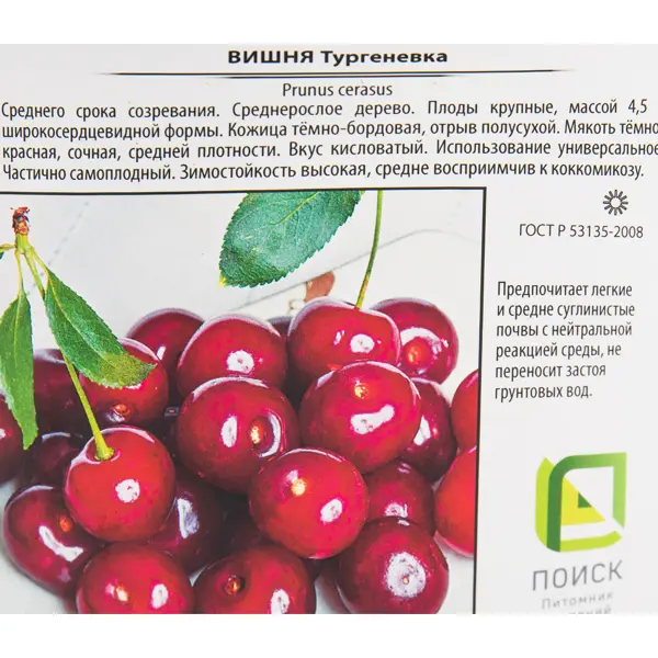 Вишня «Тургеневка» 25x130 см