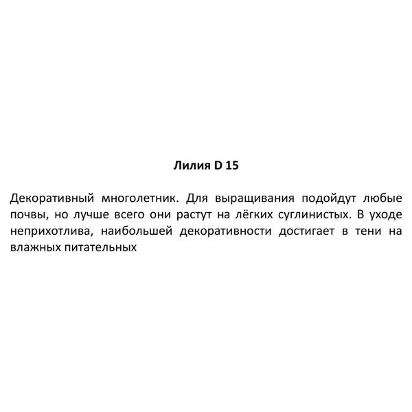 Лилия азиатская ø15 h50 см