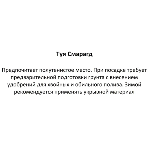 Туя Смарагд ø17 h60 см