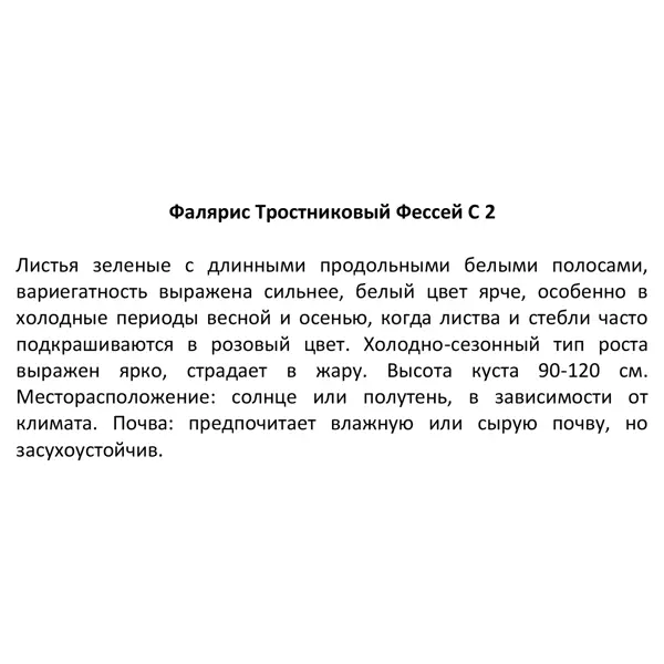 Фалярис тростниковый 17x20 см