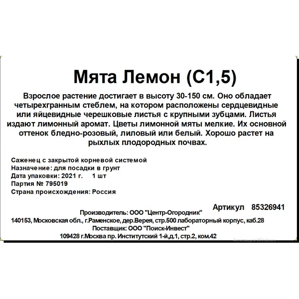 Мята Лемон ø15 h20 см