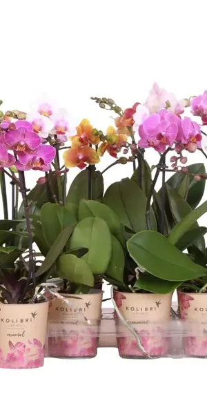 Фаленопсис мини ø9 h35 см