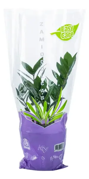 Замиокулькас замифолия 12x30 см