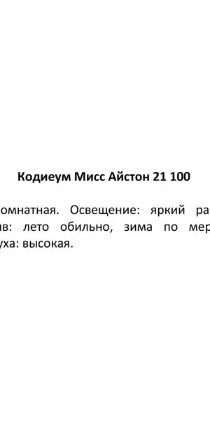 Кодиеум Миссис Айстон 21x60 см
