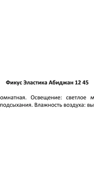 Фикус эластика абиджан d12 h45