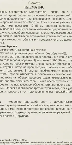 Клематис Нелли Мозер Поиск