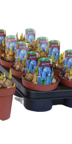 Мускари Блю Мэджик ø12 h15 см