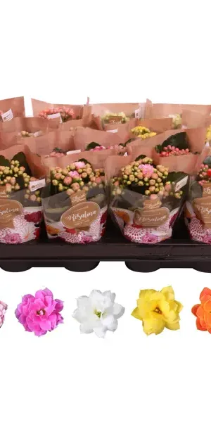 Каланхоэ Каландива микс ø7 h10 см