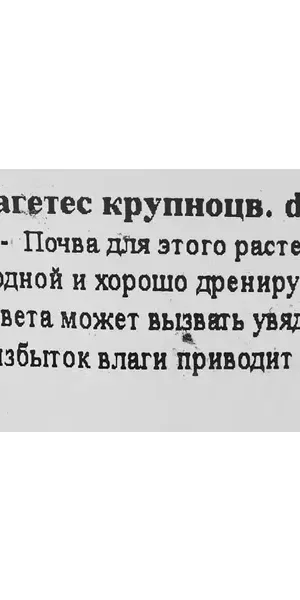 Тагетес крупноцветковый ø10 h20 см