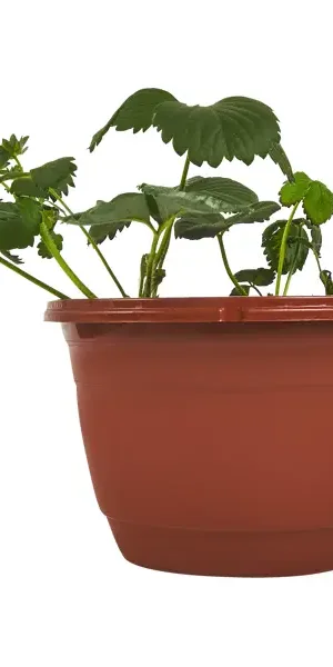 Земляника микс ø19 см